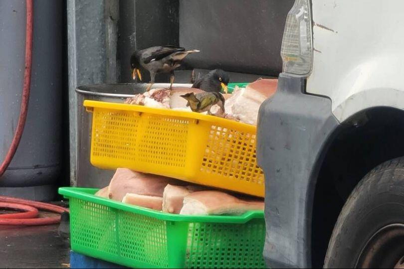 知名焢肉飯豬肉堆路邊 鳥站五花肉上吃到飽